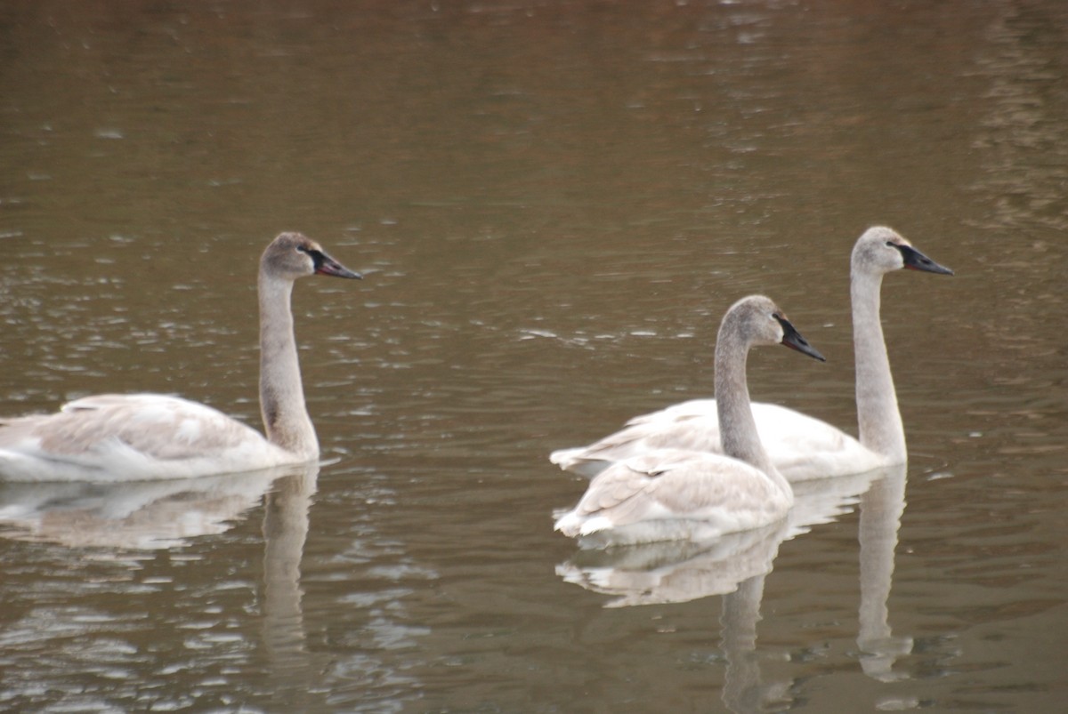 Trumpeter Swan - ML415451461