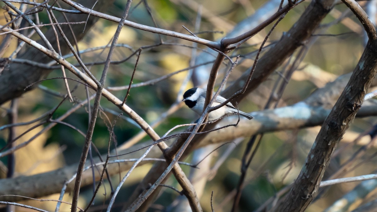 Carolina Chickadee - ML415451841