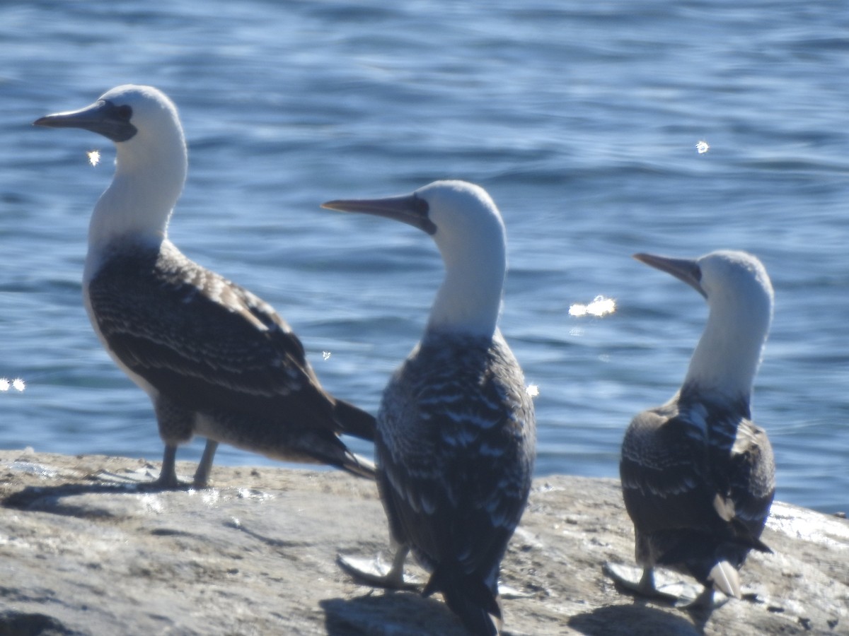 Peruvian Booby - ML415452761