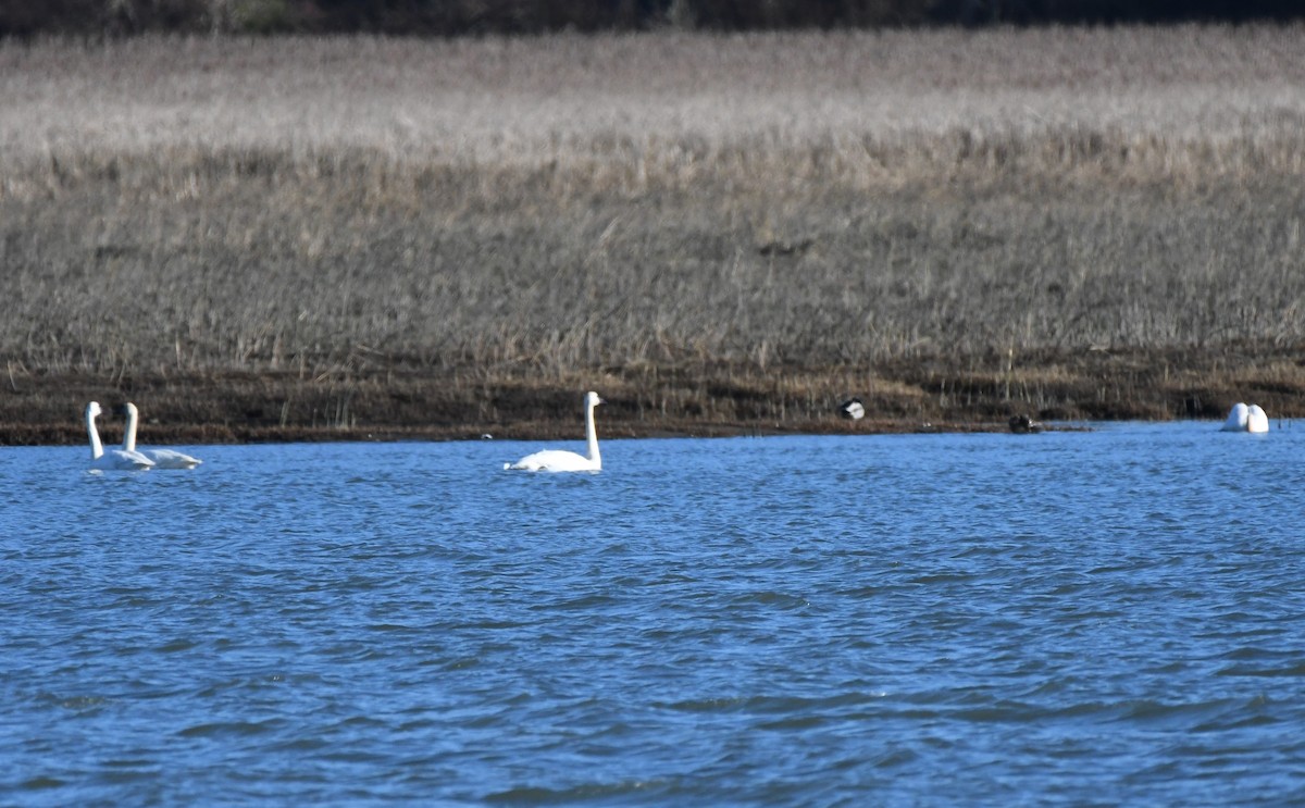 Trumpeter Swan - ML415452801