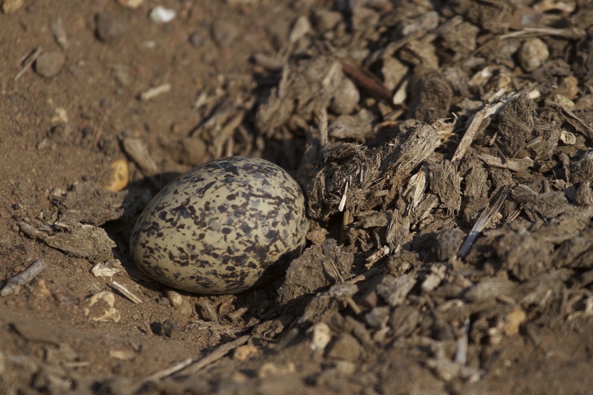 Crowned Lapwing - ML41545281