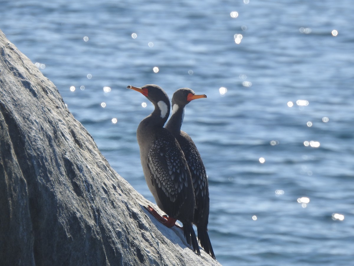 Red-legged Cormorant - ML415452831