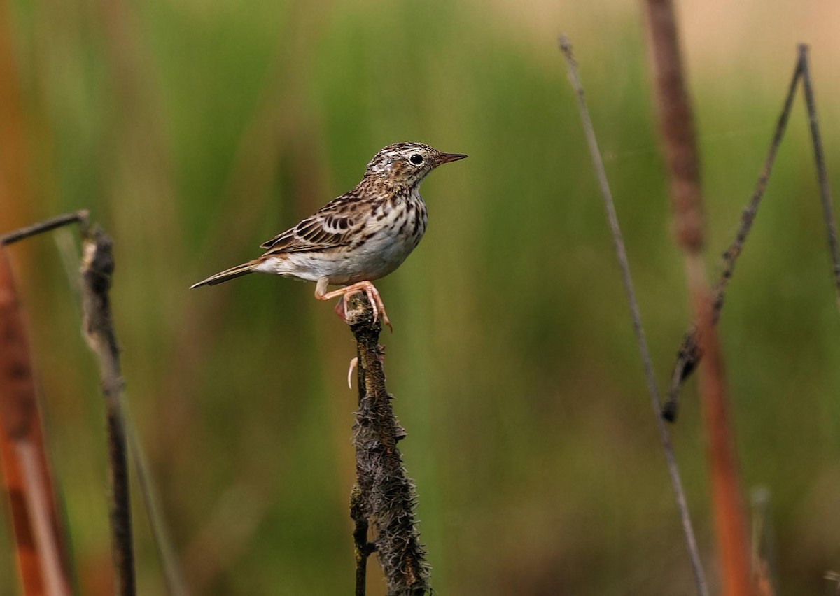 Peruvian Pipit - ML415452851