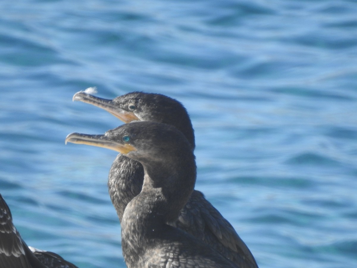 Neotropic Cormorant - ML415452861