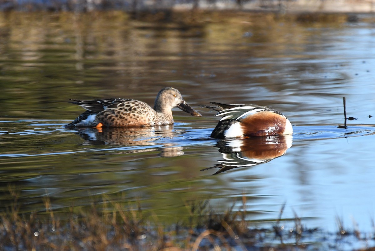 Northern Shoveler - ML415452881