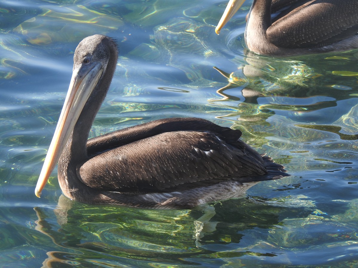 Peruvian Pelican - ML415452951