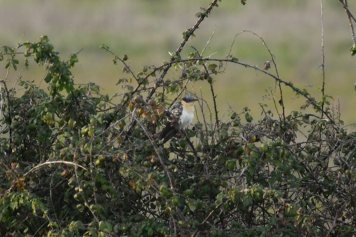 Great Spotted Cuckoo - ML415453691
