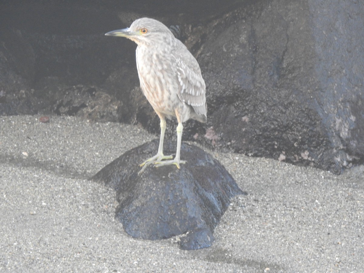 Black-crowned Night Heron - Felipe Ríos Silva