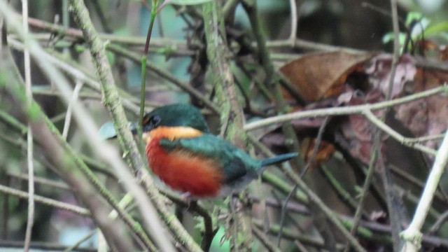 American Pygmy Kingfisher - ML415453841