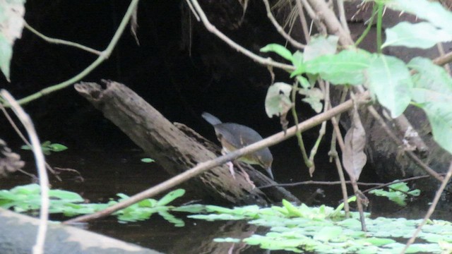 Silvered Antbird - ML415453881