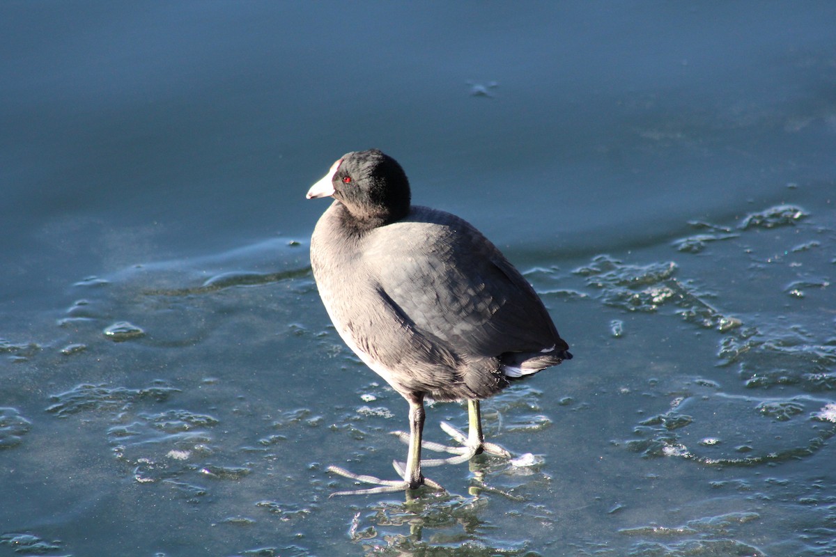 American Coot - ML415454491