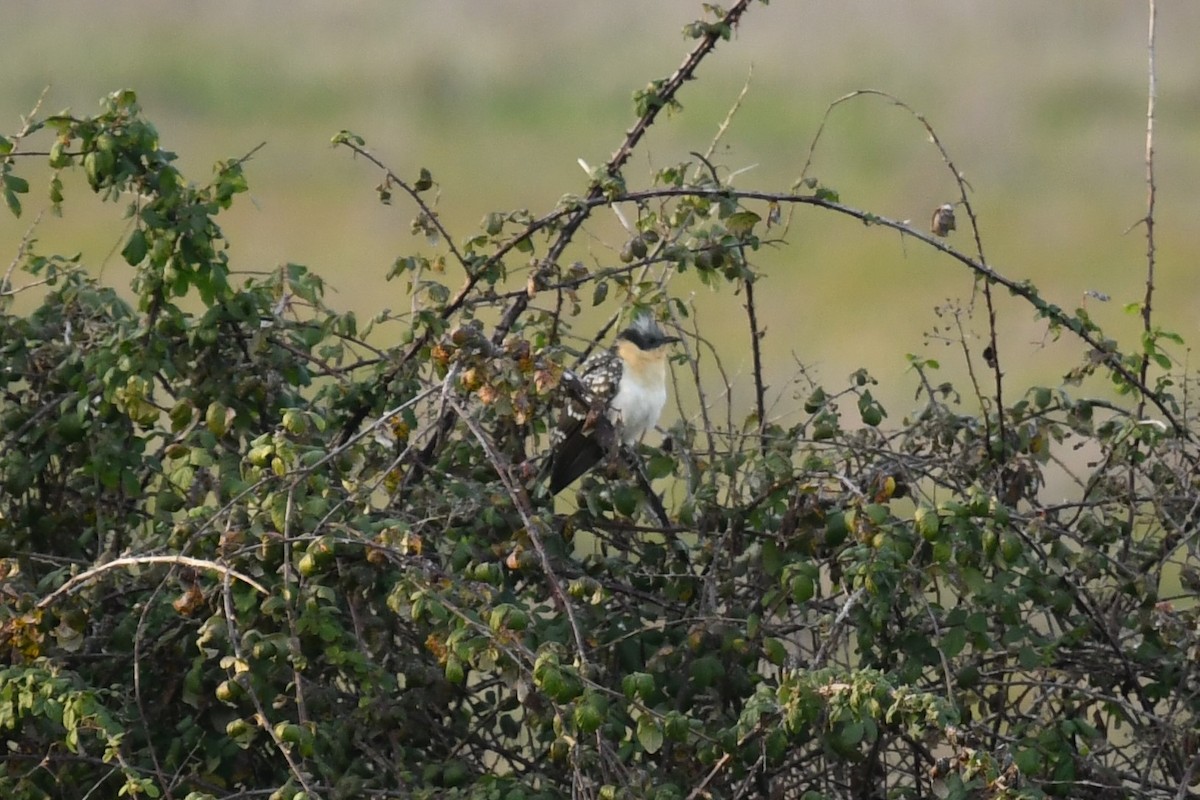 Great Spotted Cuckoo - ML415454671
