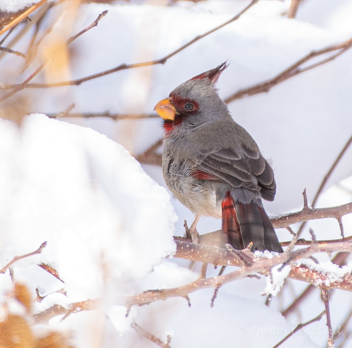 Pyrrhuloxia - James McCall