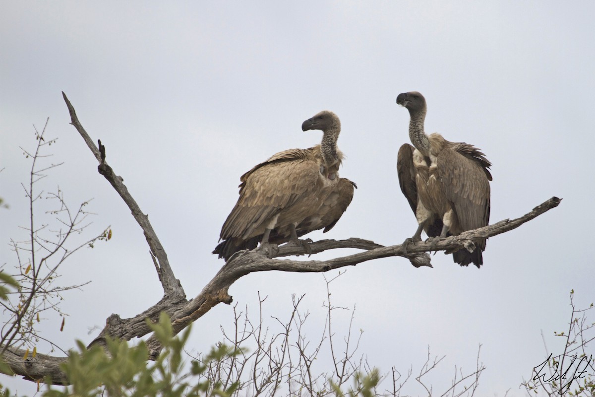 White-backed Vulture - ML41545761