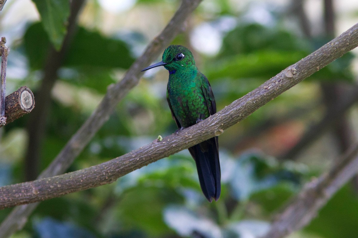 Green-crowned Brilliant - ML415457611