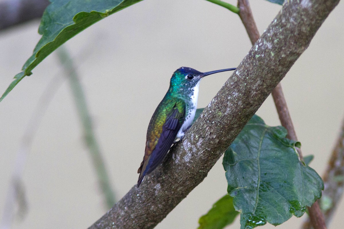 Andean Emerald - ML415457641