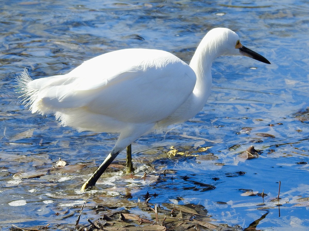 Snowy Egret - ML415457671