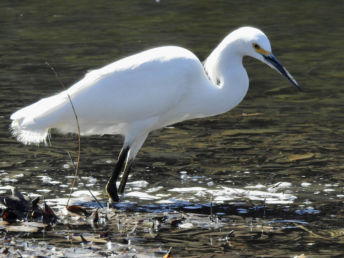 Snowy Egret - ML415457681