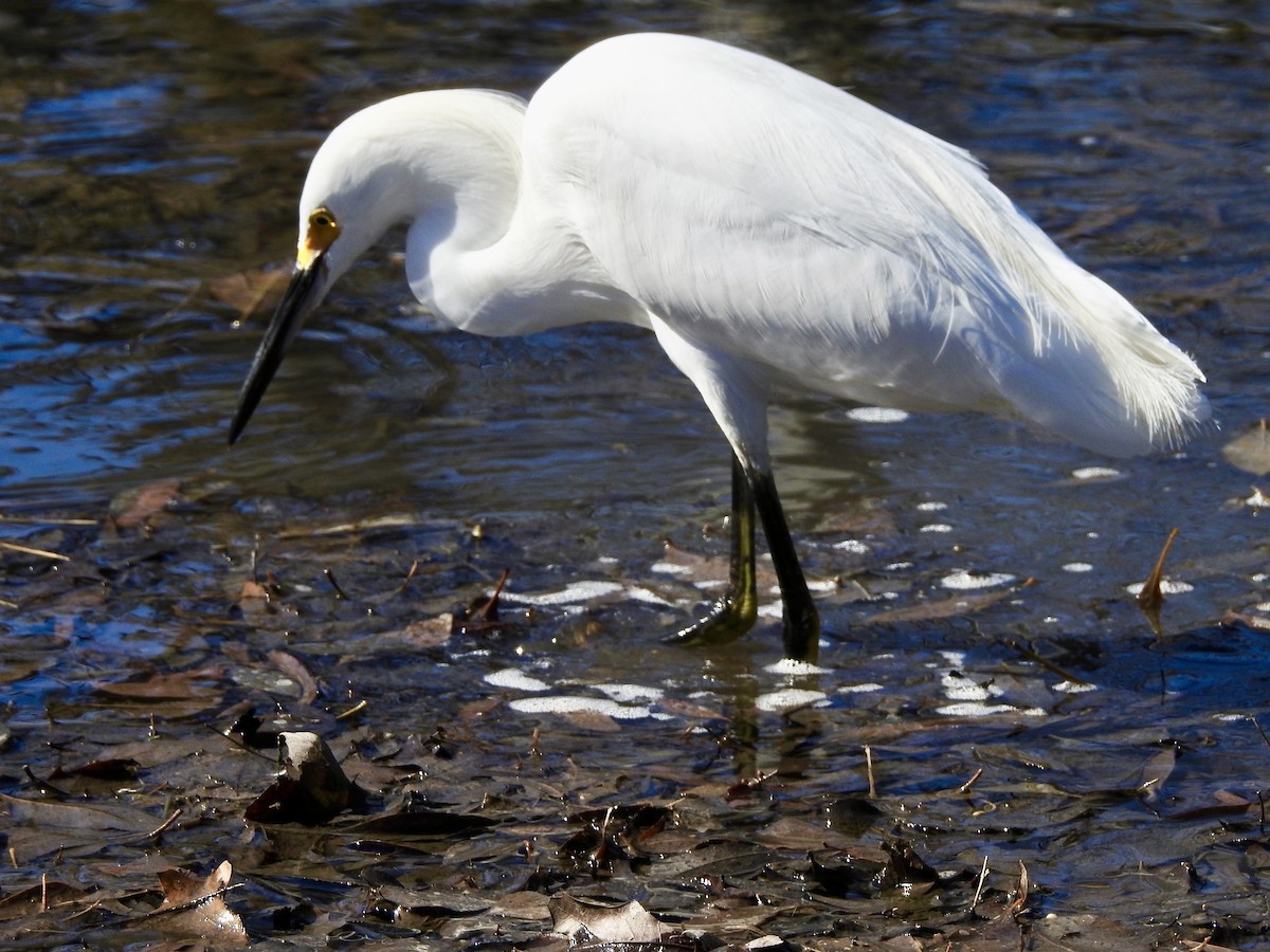 Snowy Egret - ML415457701