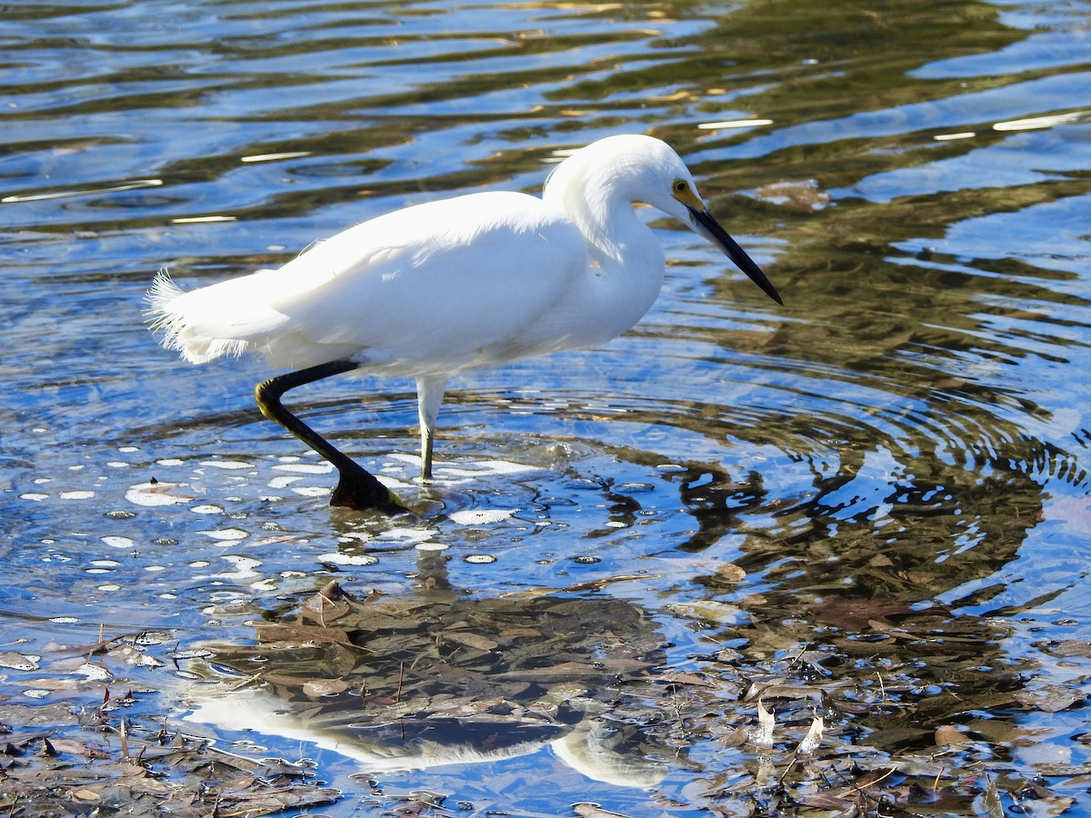 Snowy Egret - ML415457711