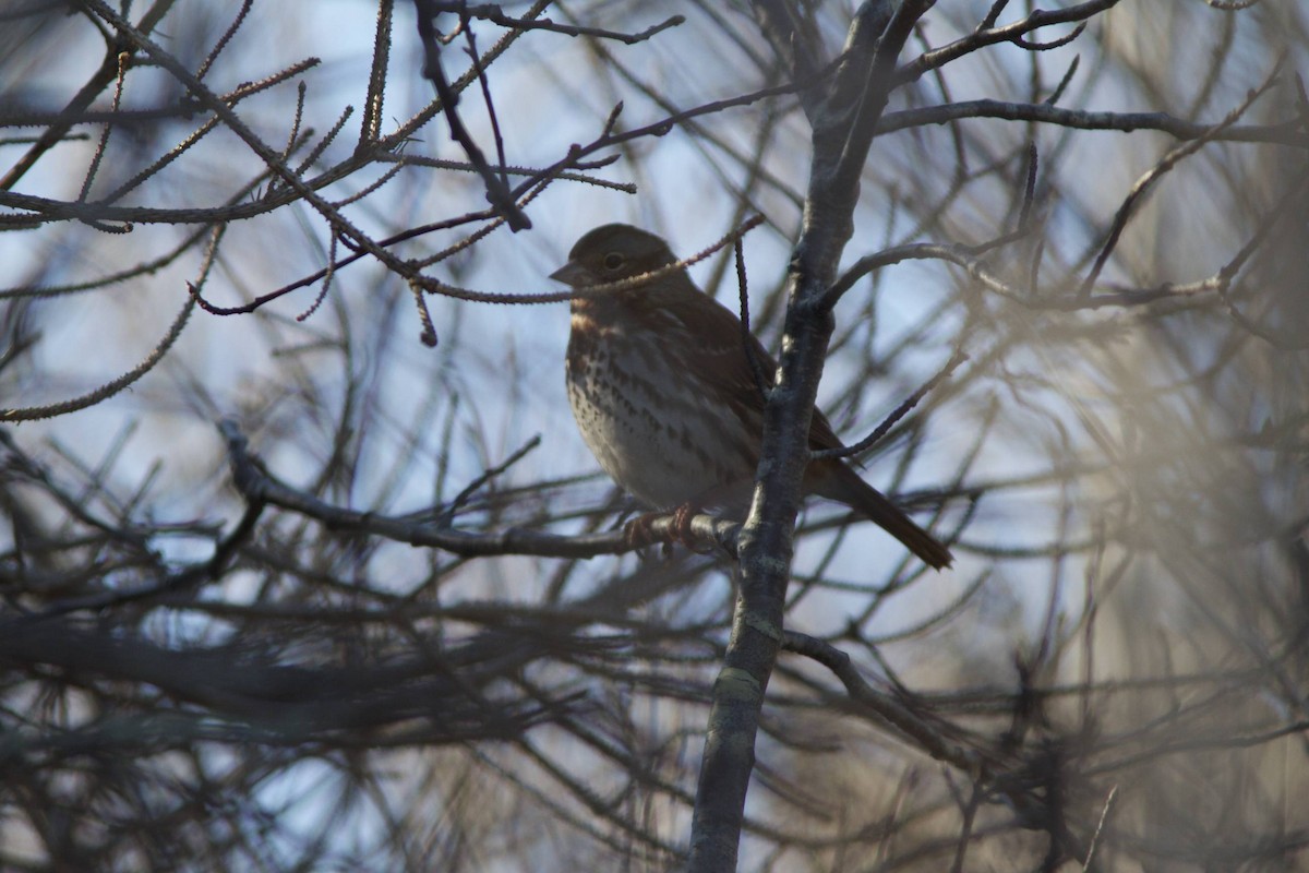 Fox Sparrow (Red) - ML41545791