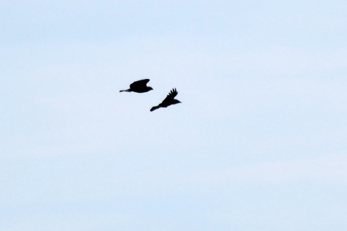 Common Buzzard (Western) - ML415457911