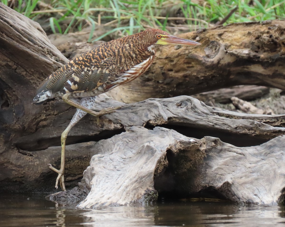 Rufescent Tiger-Heron - ML415458711