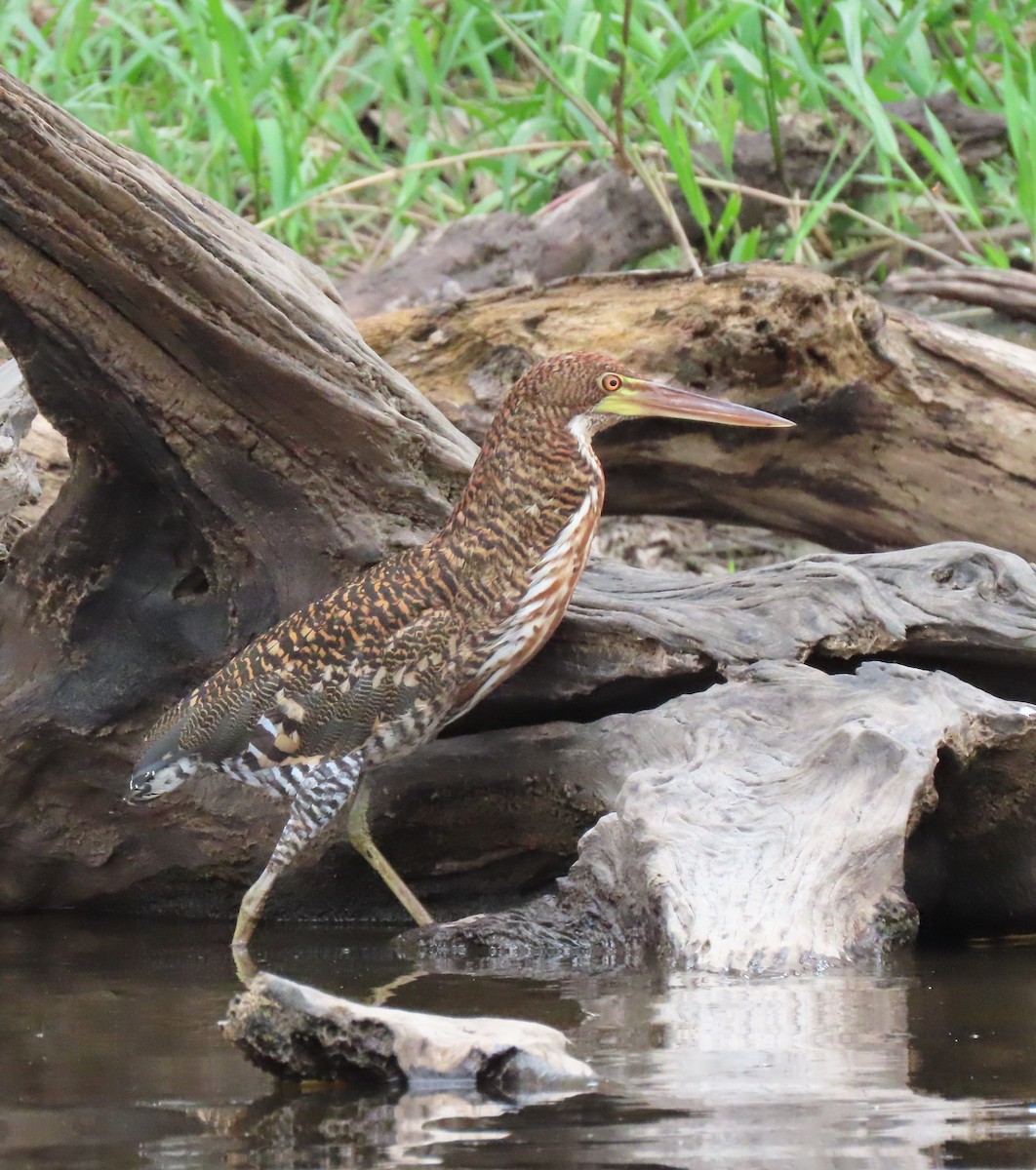 Rufescent Tiger-Heron - ML415458731