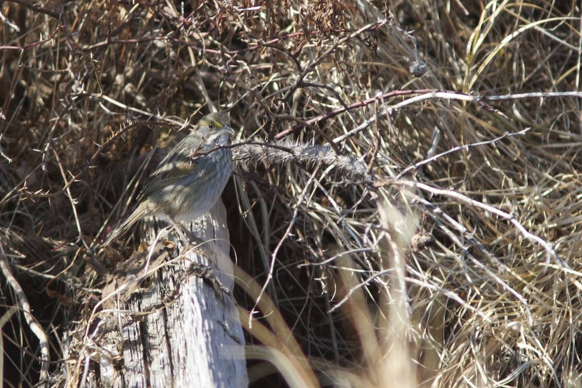 Seaside Sparrow - ML41545891