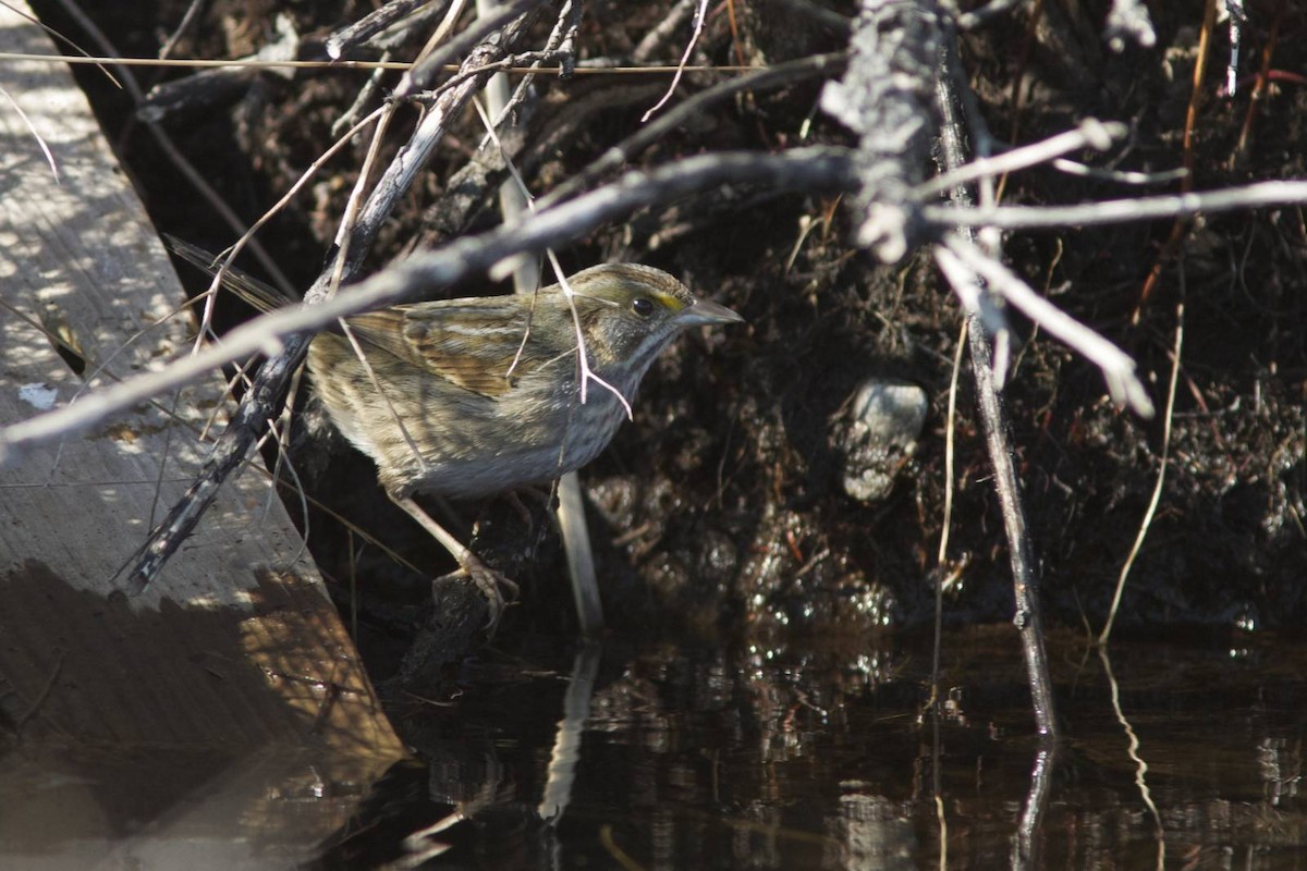 Seaside Sparrow - ML41545901