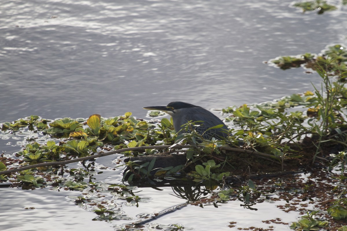 Striated Heron (Old World) - Will Sweet