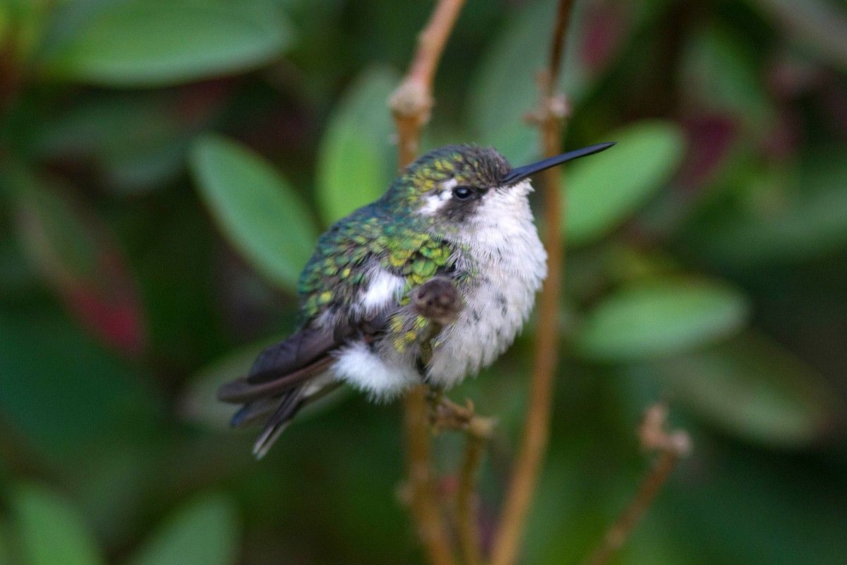 Speckled Hummingbird - ML415460731