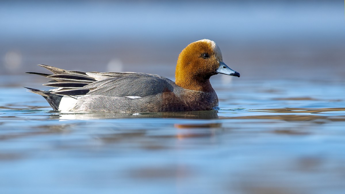Eurasian Wigeon - Ogün Aydin