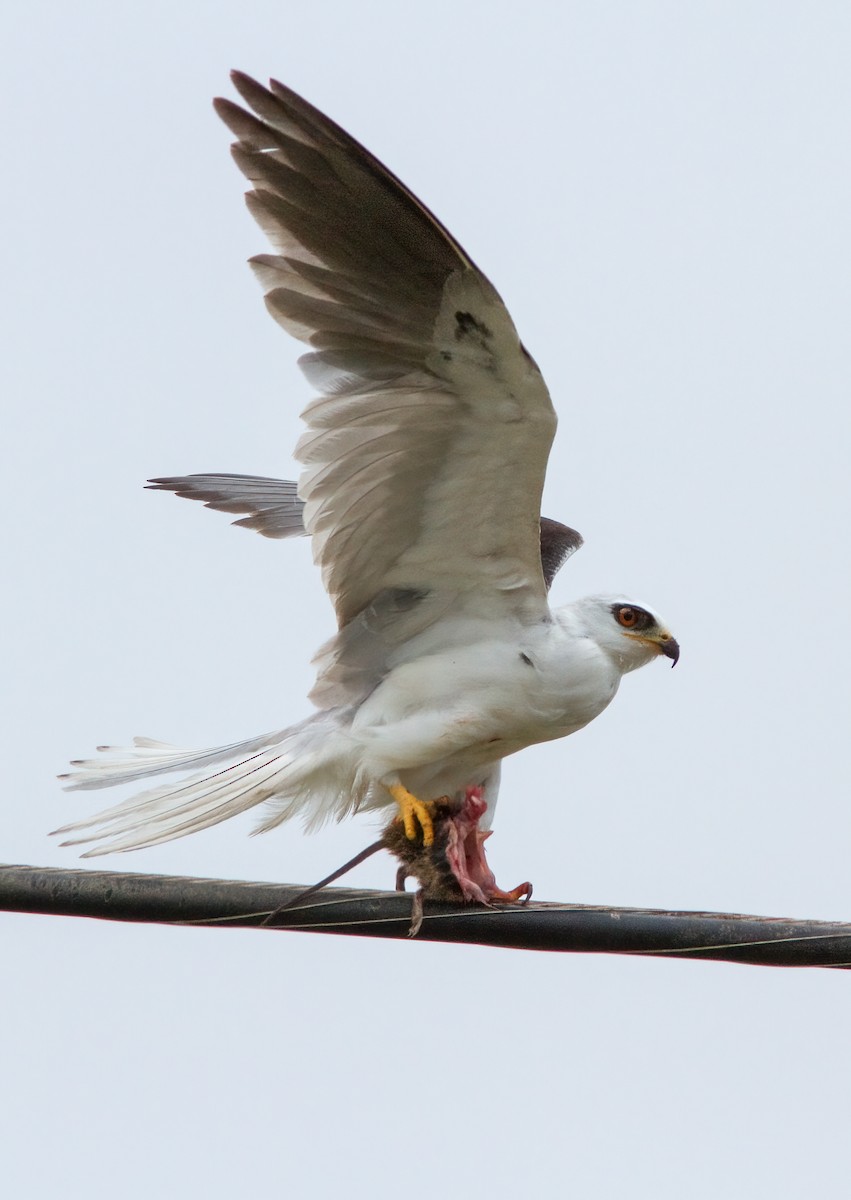 White-tailed Kite - ML415462441