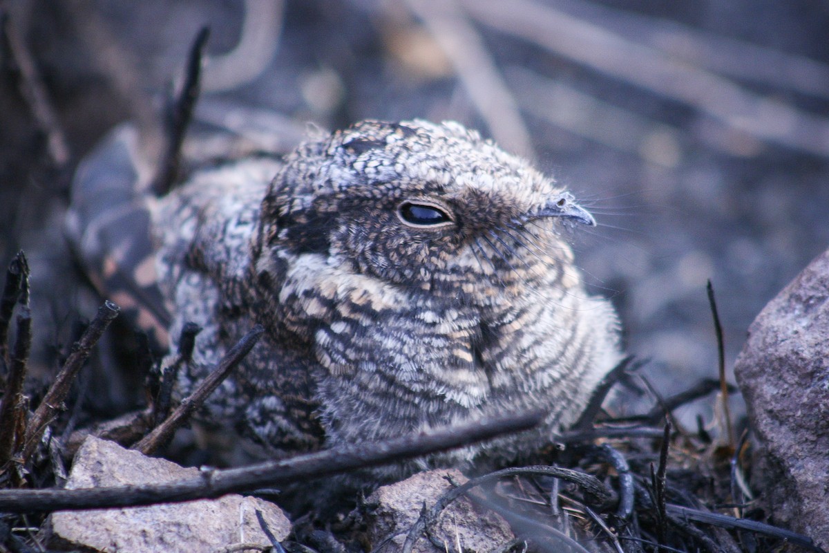 Band-winged Nightjar - ML415463961