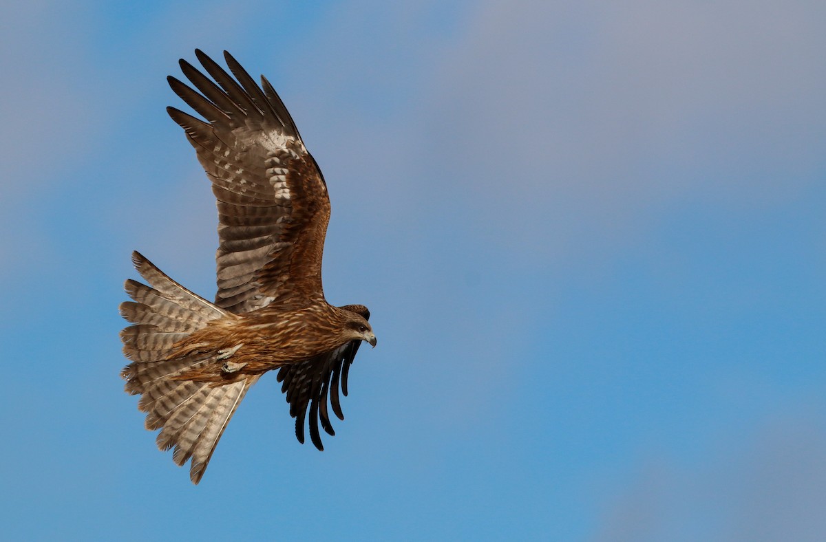 Black Kite - ML41546401