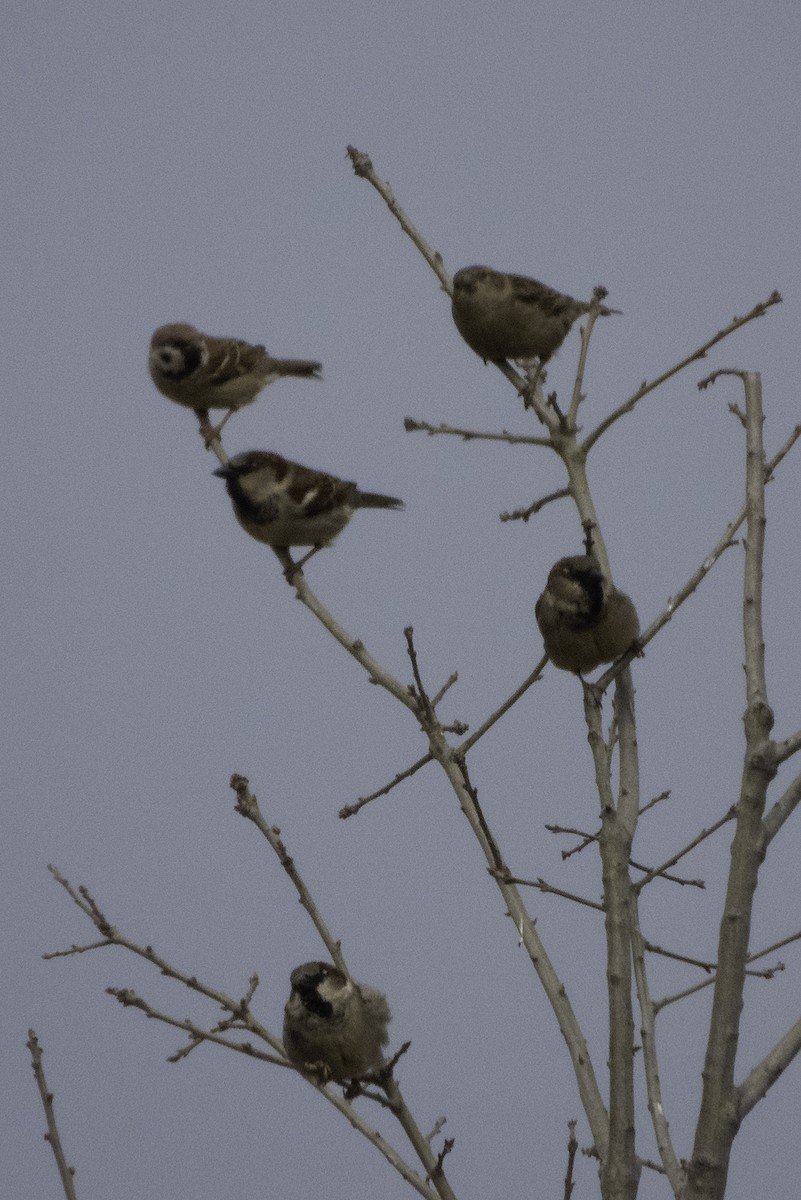 Eurasian Tree Sparrow - ML415464041