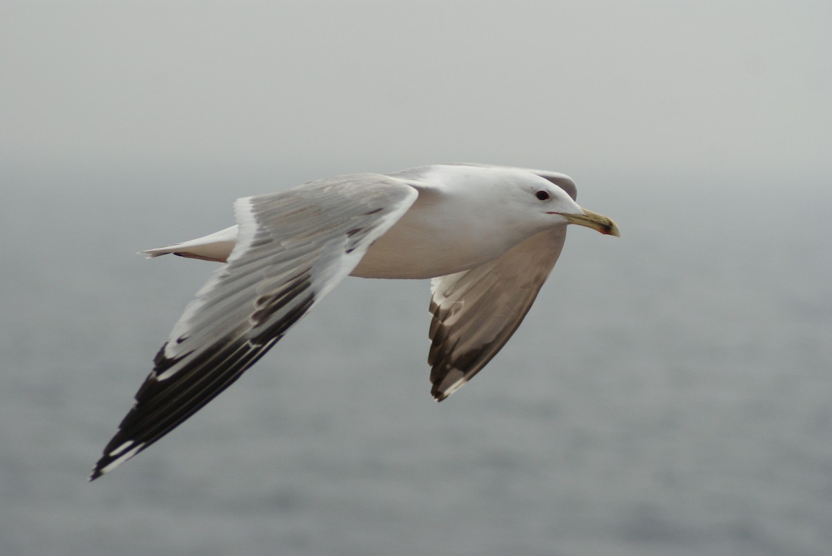 Armenian Gull - ML415465671