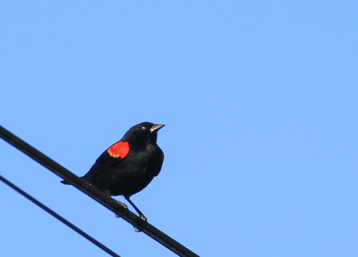 Red-winged Blackbird - ML415466061