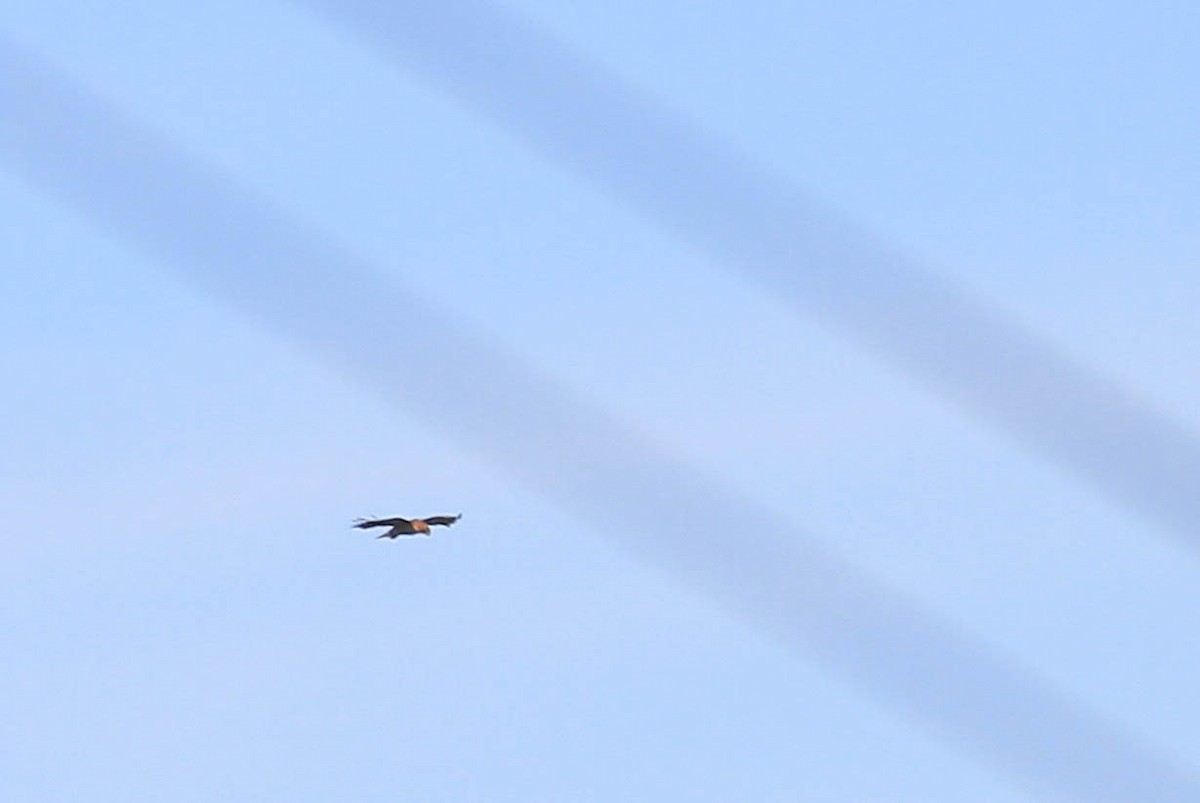 Buteo sp. - ML415466151