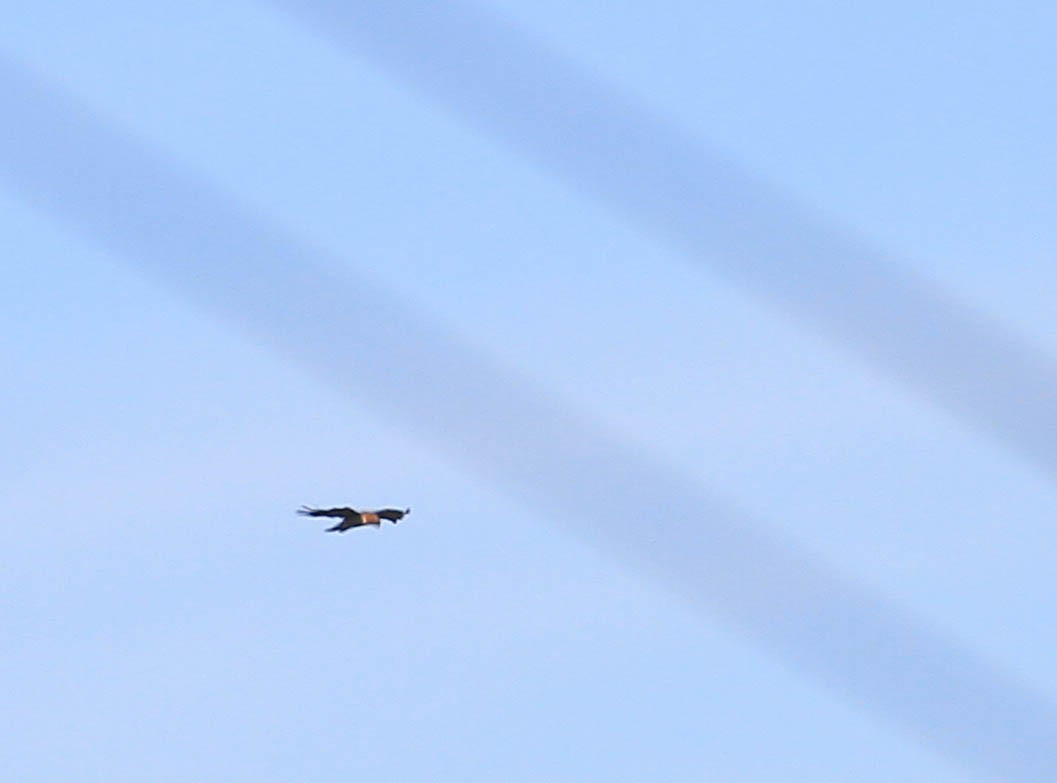 Buteo sp. - ML415466201