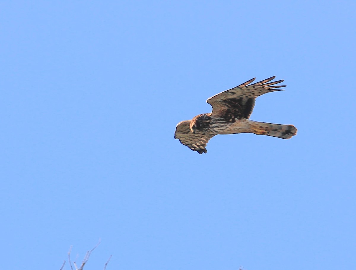 Northern Harrier - ML415466301
