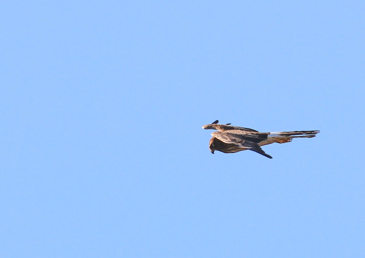 Northern Harrier - ML415466351