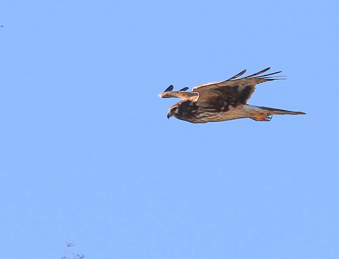 Northern Harrier - ML415466361