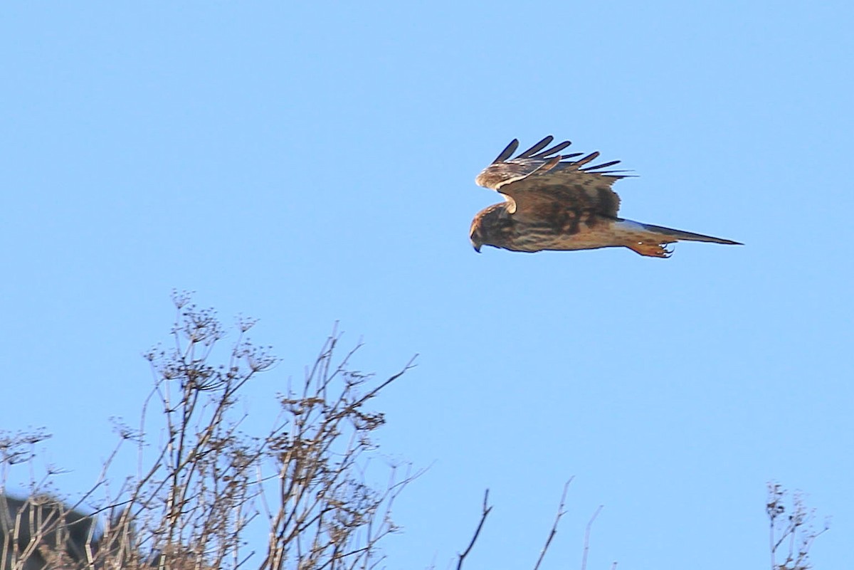 Northern Harrier - ML415466391