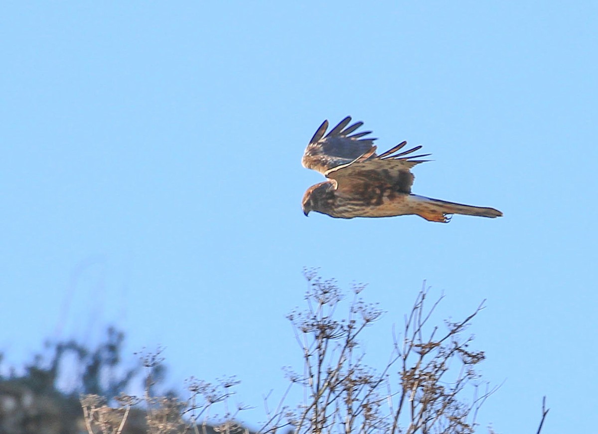 Northern Harrier - ML415466401