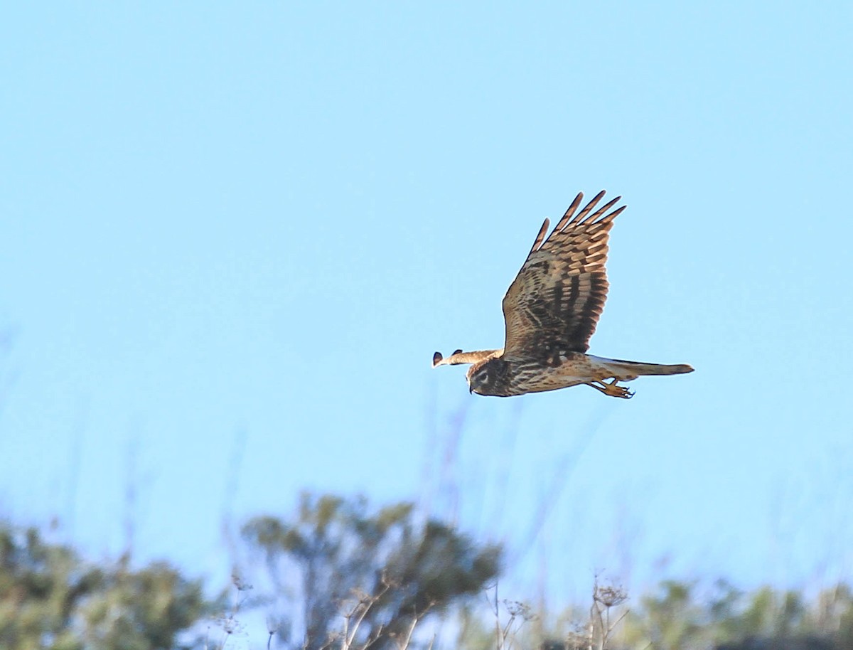 Northern Harrier - ML415466431