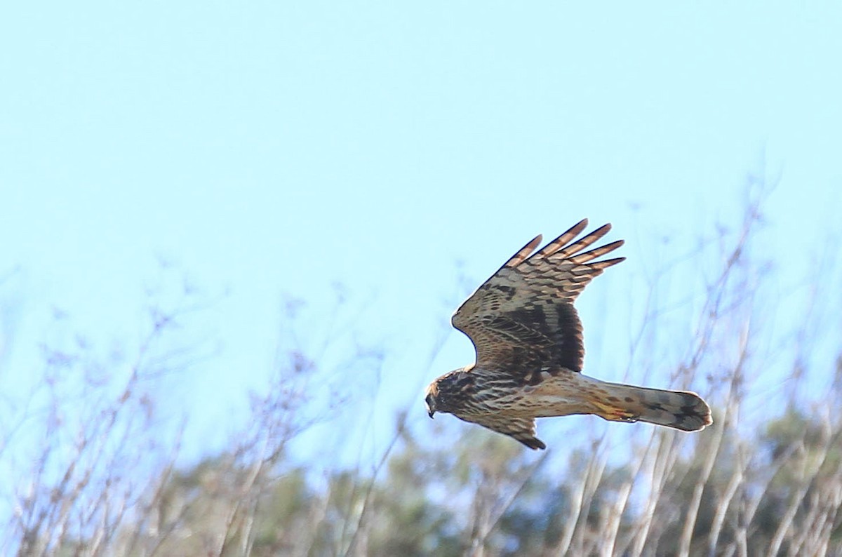 Northern Harrier - ML415466451