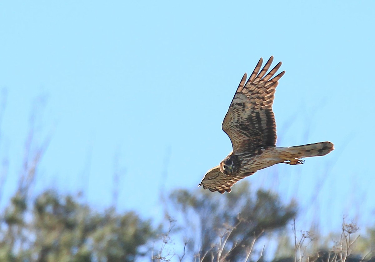 Northern Harrier - ML415466601