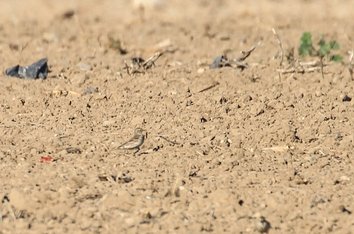 American Pipit - ML415466671